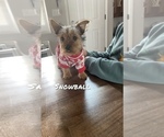 Puppy 2 Yorkshire Terrier