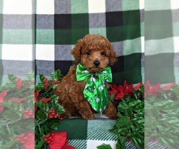 Medium Photo #2 Poodle (Miniature) Puppy For Sale in LEOLA, PA, USA