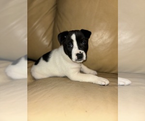 American Pit Bull Terrier-Black Norwegian Elkhound Mix Puppy for sale in SUITLAND, MD, USA