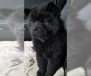 Chow Chow Puppy for sale in DANVILLE, CA, USA