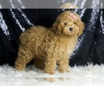 Small #2 Poodle (Toy)