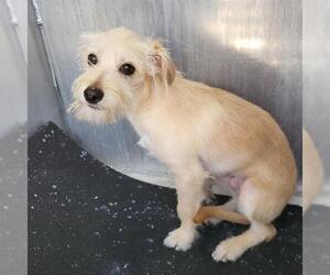 Mutt Dogs for adoption in San Antonio, TX, USA