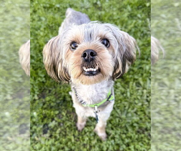 Medium Photo #4 Mutt Puppy For Sale in Corona, CA, USA