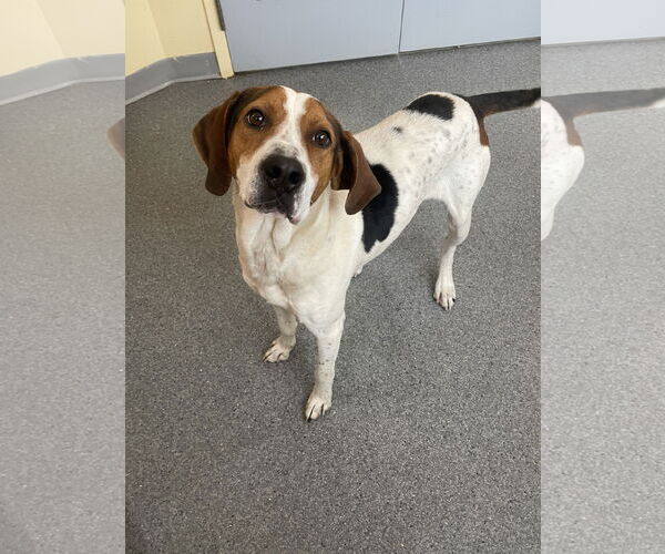 Medium Photo #2 Treeing Walker Coonhound Puppy For Sale in Low Moor, VA, USA
