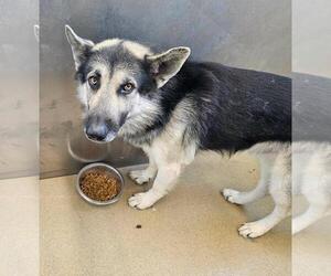 German Shepherd Dog-Unknown Mix Dogs for adoption in Rockwall, TX, USA