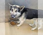 Small German Shepherd Dog Mix