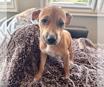 Small #5 Labrador Retriever Mix