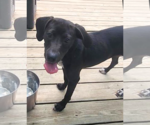 Small #2 Labrador Retriever Mix
