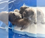 Small #13 French Bulldog