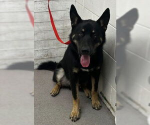 German Shepherd Dog Dogs for adoption in San Bernardino, CA, USA