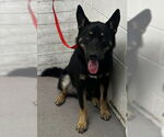 Small German Shepherd Dog