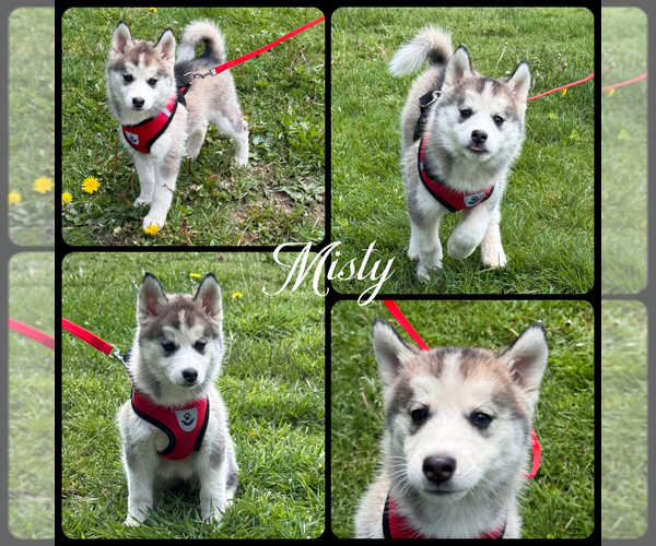 Medium Photo #7 Pomsky Puppy For Sale in VENUS, PA, USA