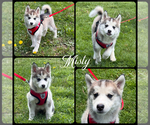 Small #6 Pomsky