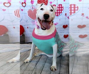 Moo - Female Bull Terrier Dog for Adoption - Photo #2