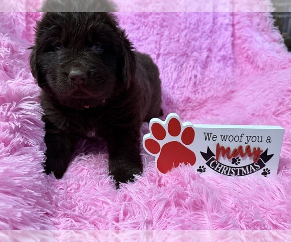 Medium Photo #6 Newfoundland Puppy For Sale in MARTINSBURG, WV, USA
