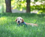 Small #4 Labrador Retriever Mix