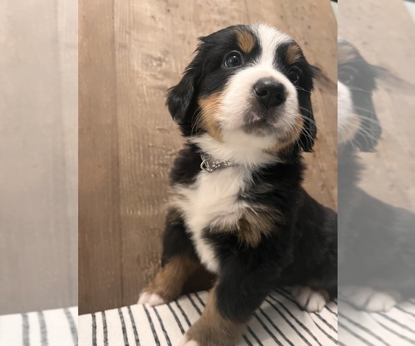 Medium Photo #4 Bernese Mountain Dog Puppy For Sale in ATWATER, CA, USA
