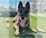 Small German Shepherd Dog Mix