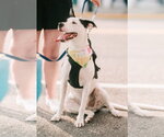 Small #16 Bullypit