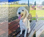 Small #2 Goldendoodle