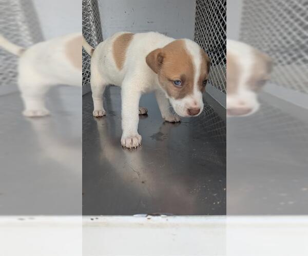 Medium Photo #1 Mutt Puppy For Sale in Bakersfield, CA, USA