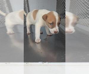 Mutt Dogs for adoption in Bakersfield, CA, USA