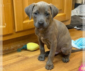Labrador Retriever-Unknown Mix Dogs for adoption in SHERBURNE, NY, USA