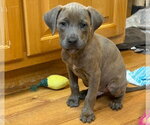Small Labrador Retriever Mix