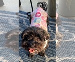 Small #4 ShihPoo