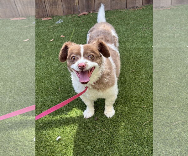 Medium Photo #1 Shih-Poo Puppy For Sale in Mission Viejo, CA, USA