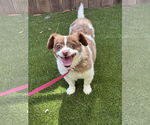 Small Shih-Poo