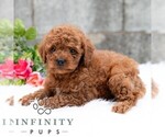 Image preview for Ad Listing. Nickname: Joseph