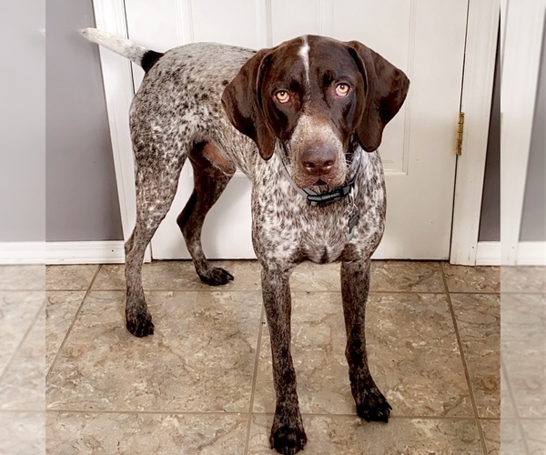 Medium Photo #1 German Shorthaired Pointer Puppy For Sale in COLUMBIA STA, OH, USA
