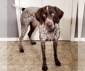 Father of the German Shorthaired Pointer puppies born on 07/14/2020