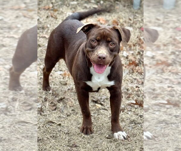 Medium Photo #1 Labrador Retriever-Unknown Mix Puppy For Sale in Great Bend, KS, USA