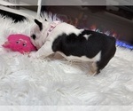 Small #4 French Bulldog