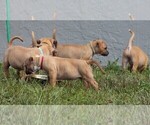 Small Photo #6 American Pit Bull Terrier Puppy For Sale in NAPLES, FL, USA