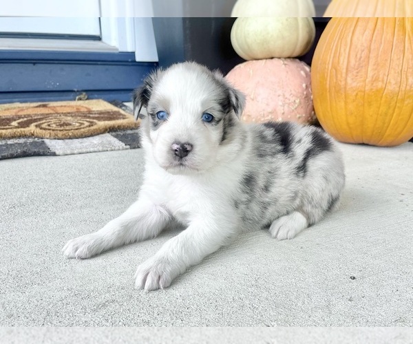 Medium Photo #1 Australian Shepherd Puppy For Sale in LODA, IL, USA