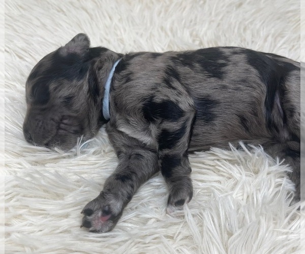 Medium Photo #35 Goldendoodle Puppy For Sale in PIERSON, FL, USA