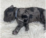 Small Photo #35 Goldendoodle Puppy For Sale in PIERSON, FL, USA