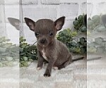Small #19 Chihuahua