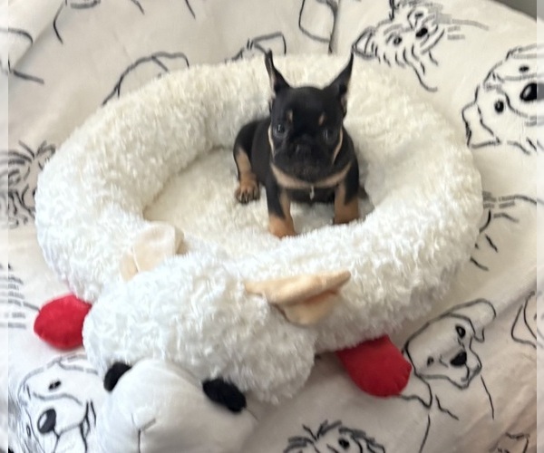 Medium Photo #3 French Bulldog Puppy For Sale in RALEIGH, NC, USA