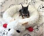 Small #2 French Bulldog