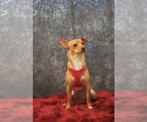 Bu-Cee - Male Chihuahua-Unknown Mix Dog for Adoption - Photo #2