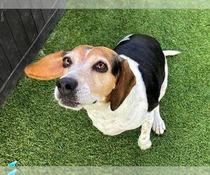 Beagle Dogs for adoption in Orange, CA, USA