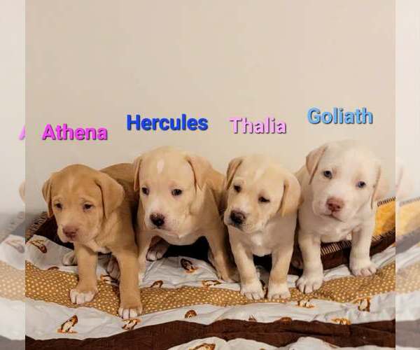 Medium Photo #2 Labrenees Puppy For Sale in Des Moines, IA, USA