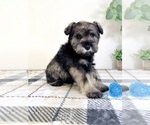 Small #3 Schnauzer (Miniature)