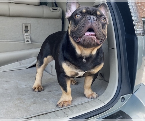 Medium Photo #1 French Bulldog Puppy For Sale in DECATUR, GA, USA