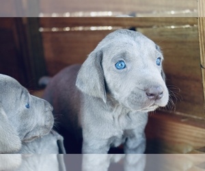 Weimaraner Puppy for sale in LAKE VIEW, SC, USA