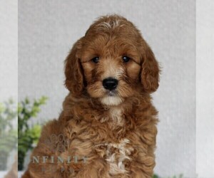 Goldendoodle (Miniature) Puppy for sale in EAST EARL, PA, USA